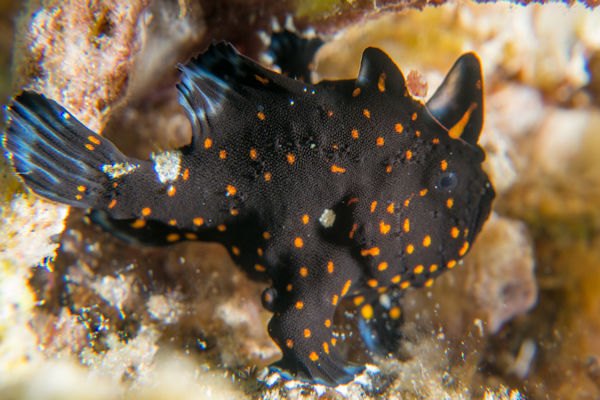 Baby Ocellated Frogfish - Black & Orange